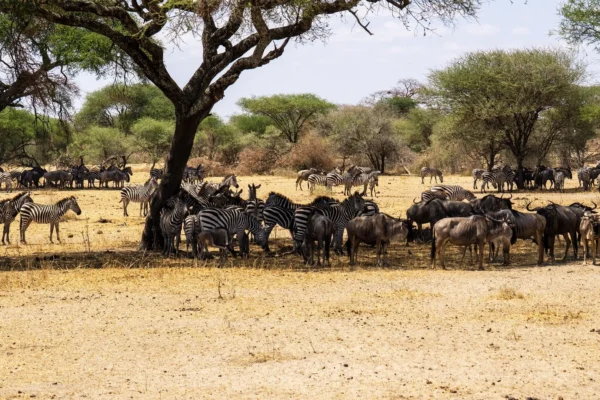 Ultimate Tanzania Wildlife Safari 3