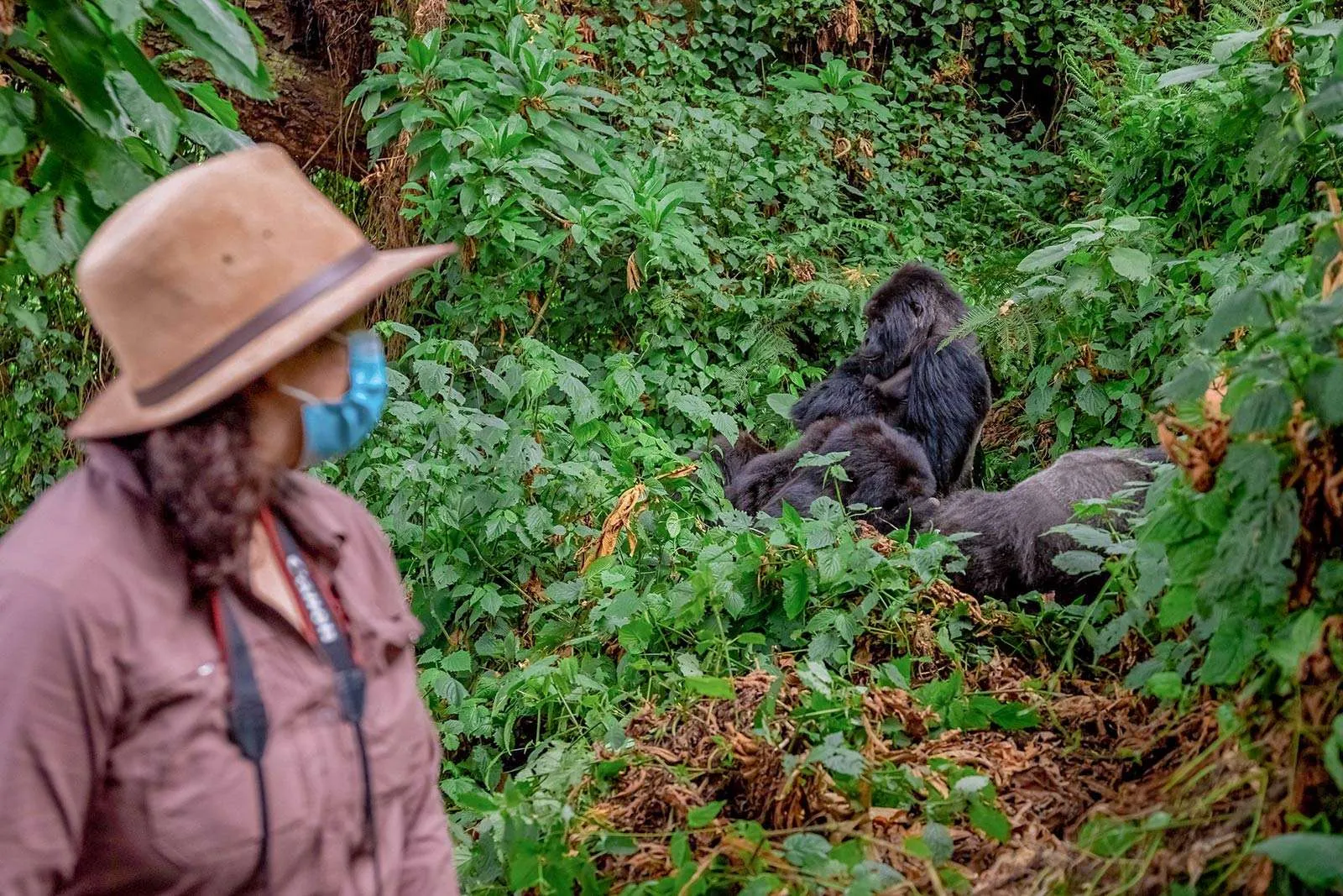 Rwanda Gorilla Trekking & Lake Kivu Tour