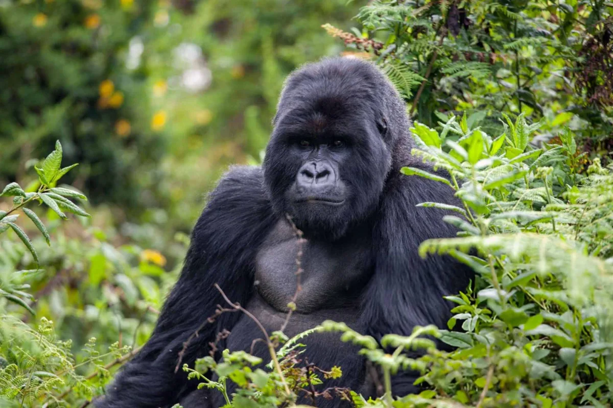 Uganda Gorilla Trekking Safaris