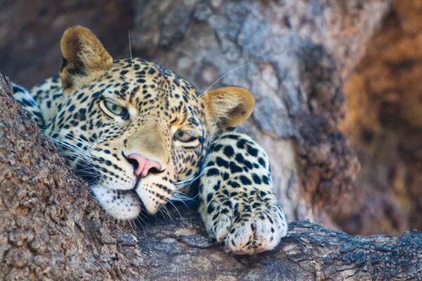 Uganda Big Five Safari & Gorilla Trekking Tour