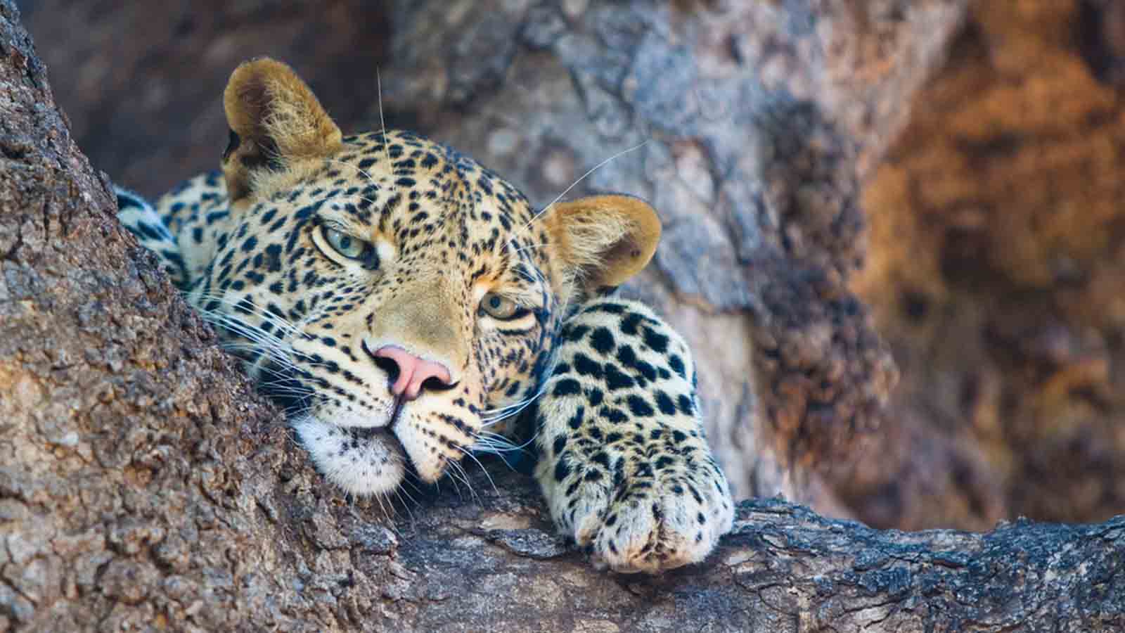 Uganda Big Five Safari & Gorilla Trekking Tour