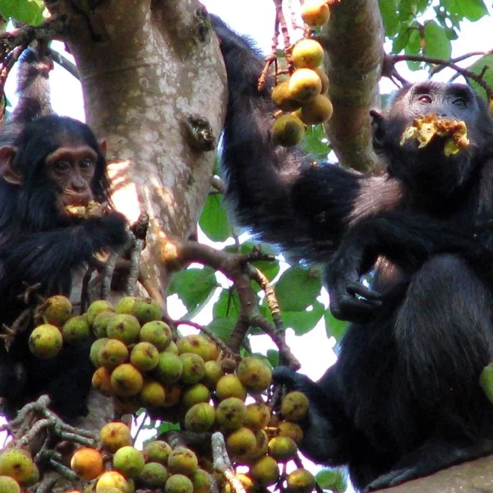 Uganda Primate Tracking Safari