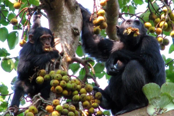 Uganda Primate Tracking Safari