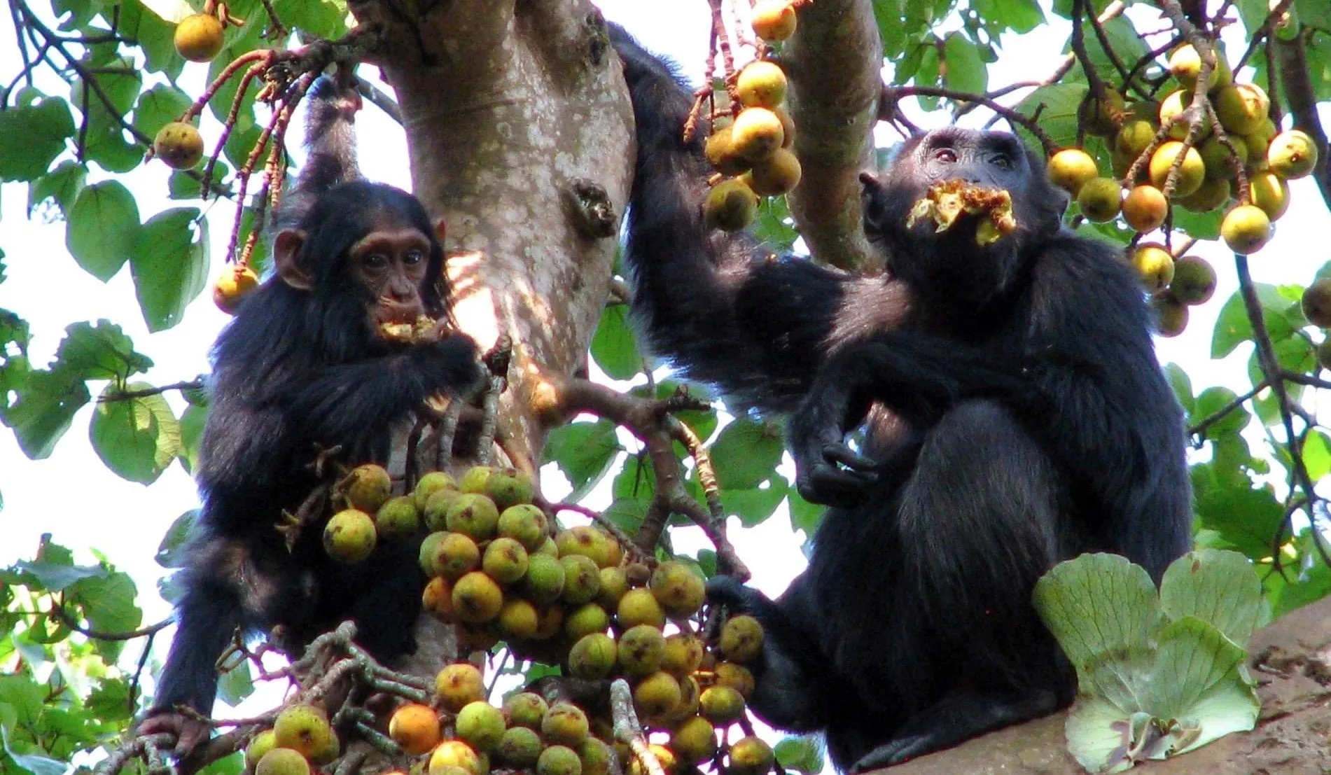 Uganda Primate Tracking Safari