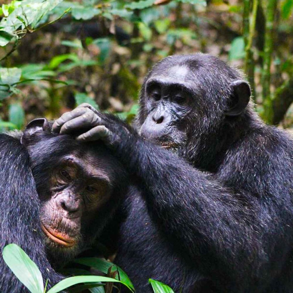 Kibale National Park