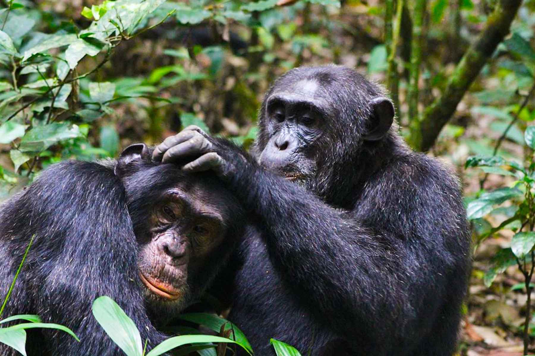 Chimpanzee Tracking, Karera Falls, and City Tour