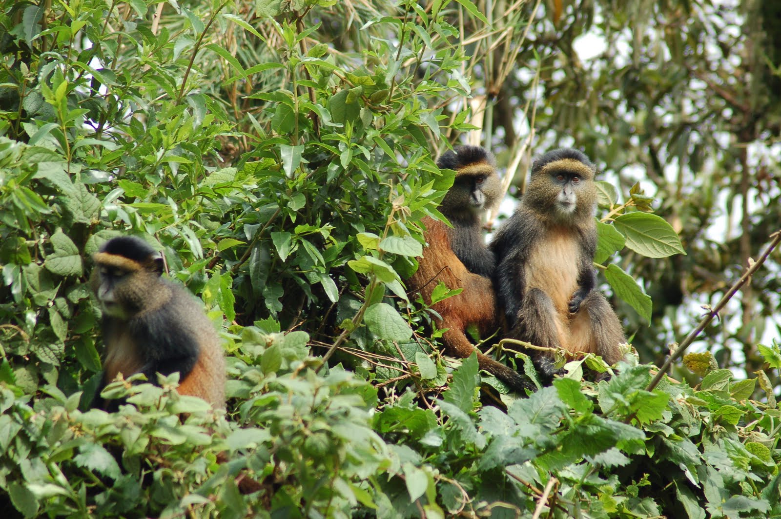 Mgahinga National Park