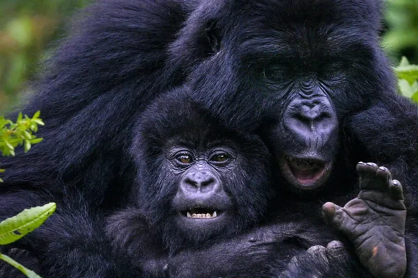 Uganda Big Five Safari & Gorilla Trekking Tour