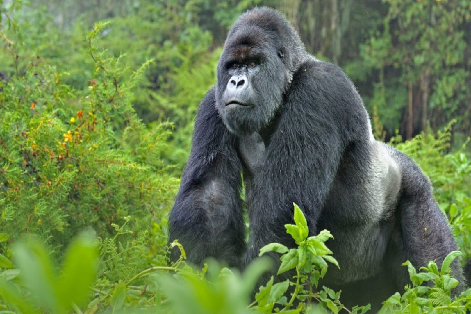 Uganda National Parks