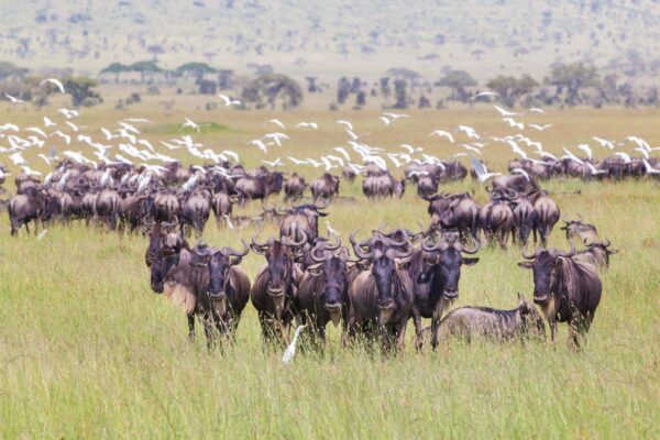 great migration experiences