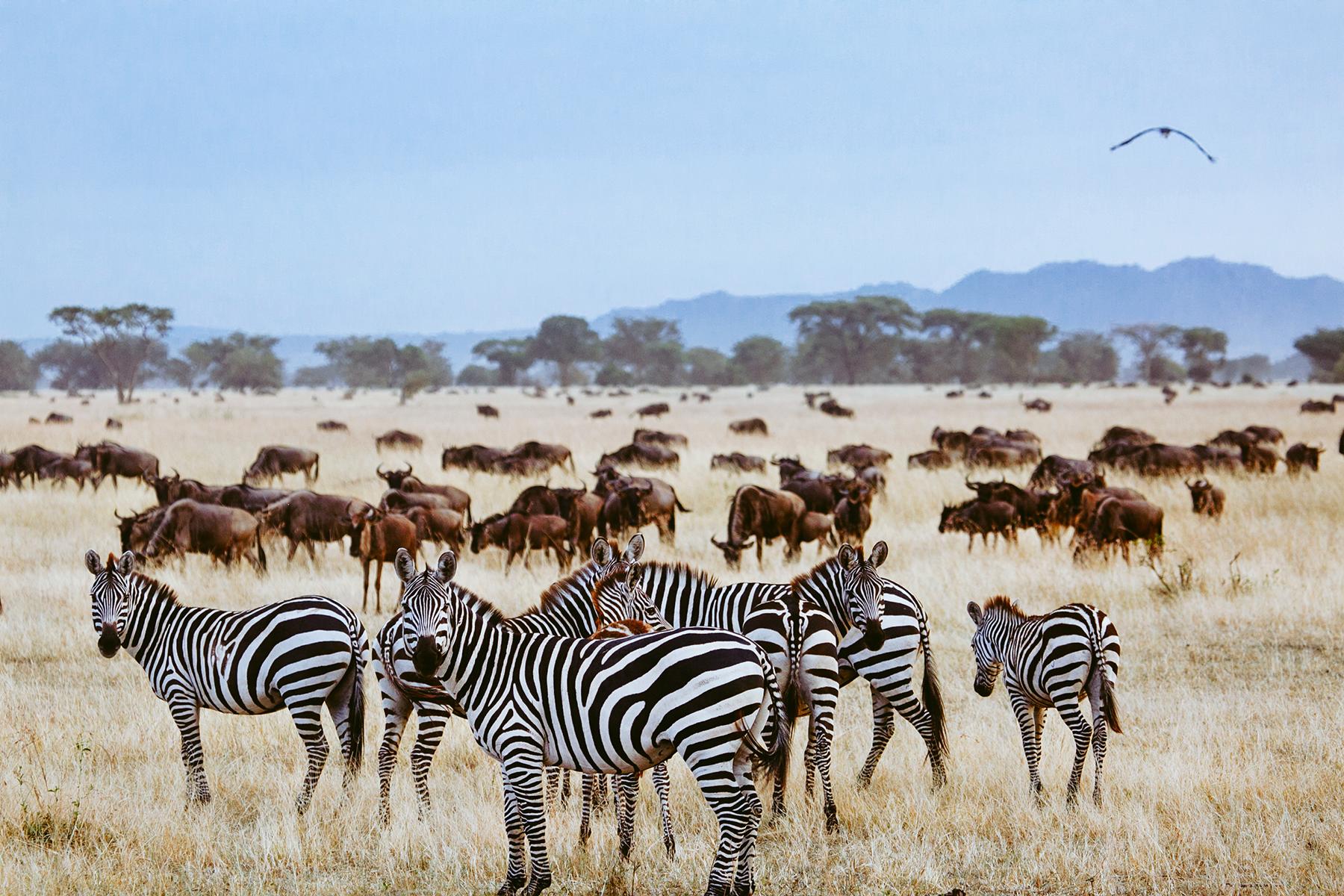 great migration experiences