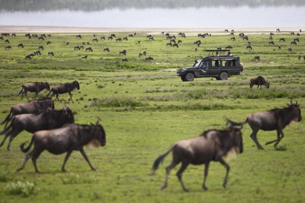 great migration experience