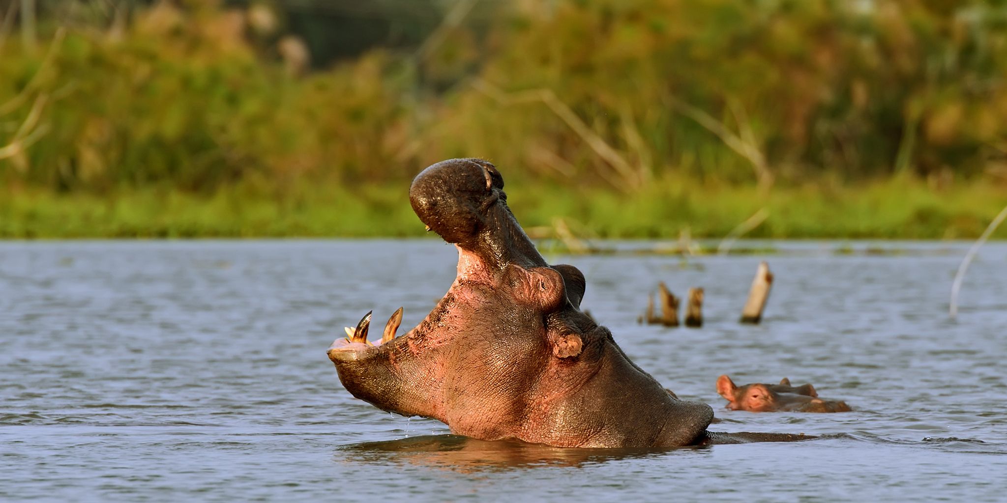 Kenya Wildlife Budget Safari
