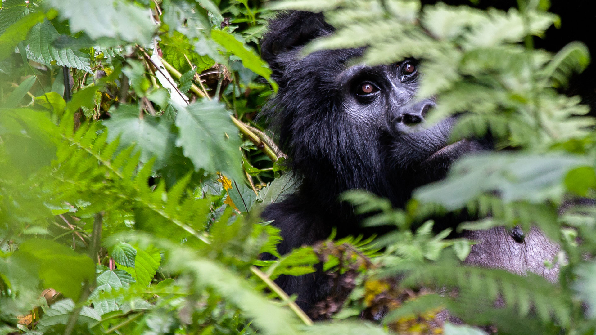 Rwanda Gorillas & Wildlife Safari