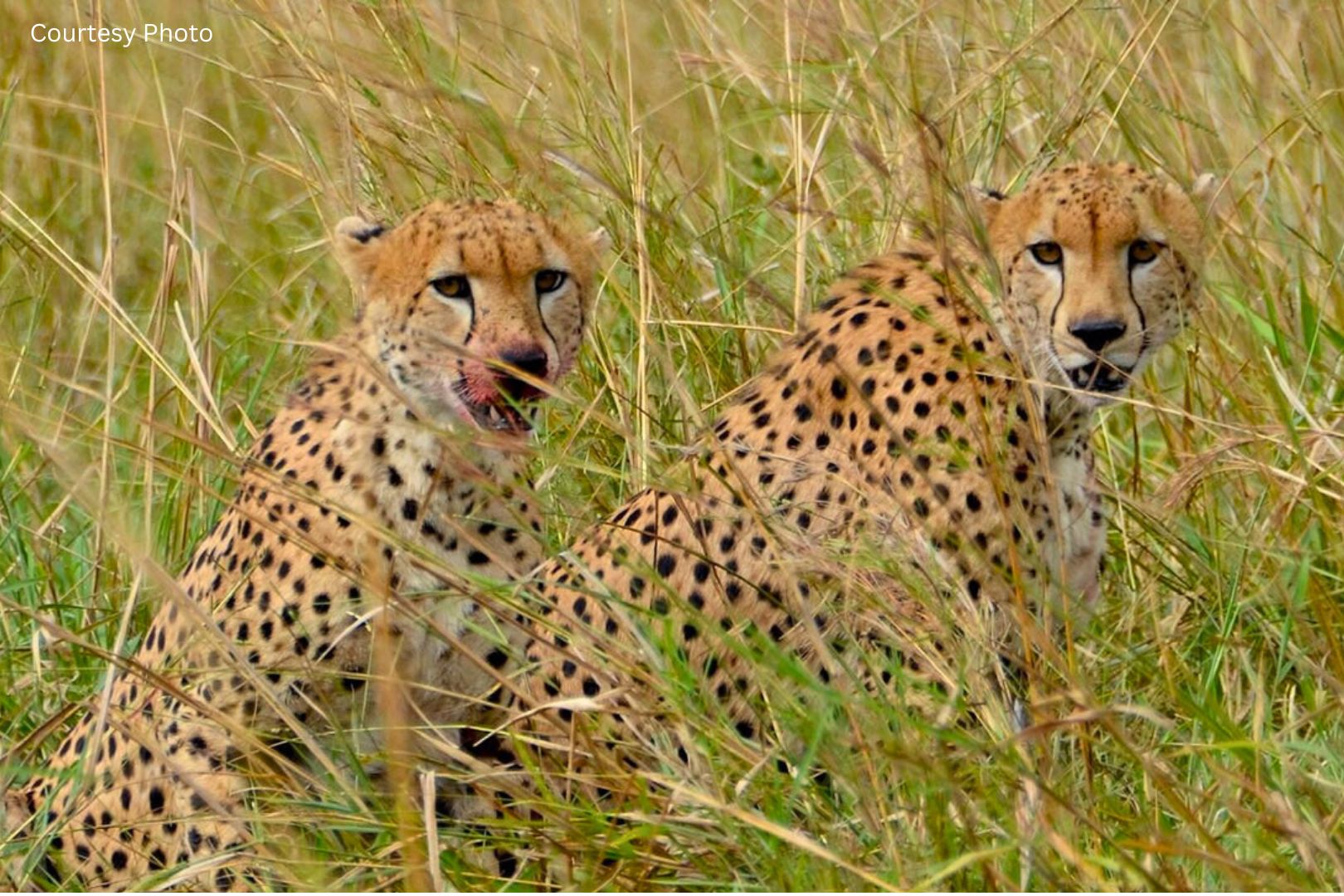 Uganda Big Five Tour & Gorilla Trekking Safari