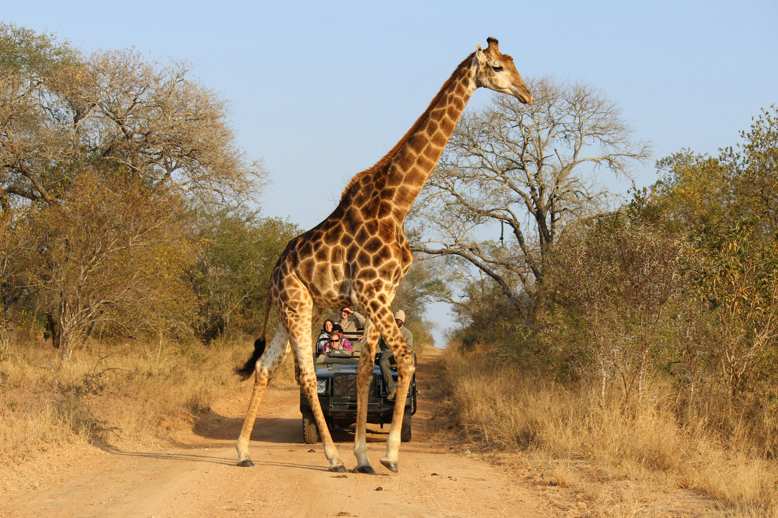 Kenya Wildlife Budget Safari