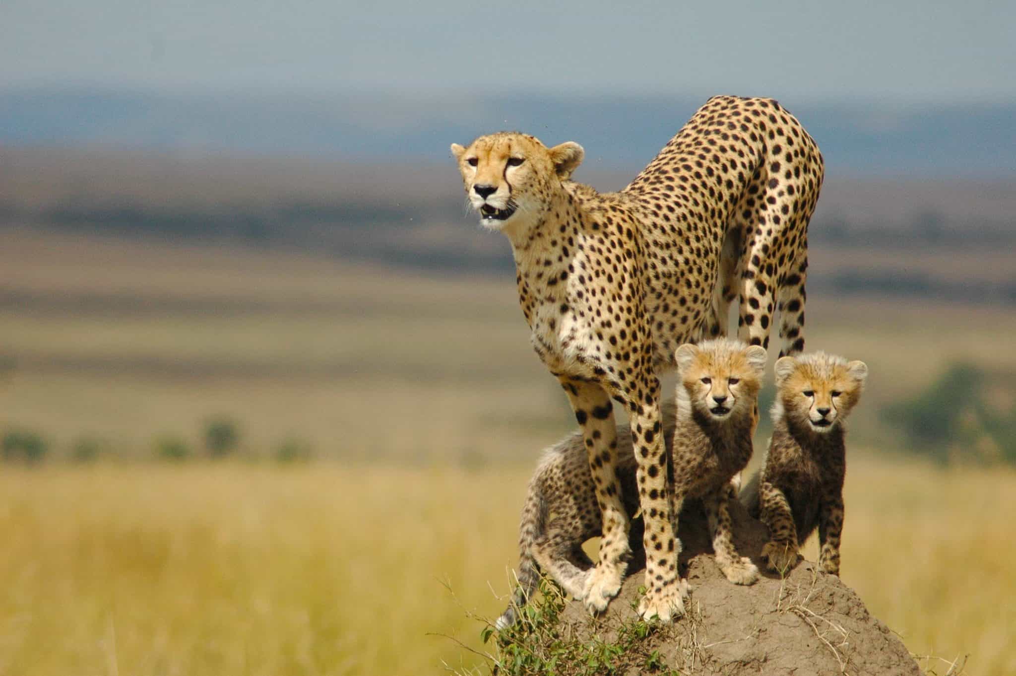 Kidepo Valley National Park