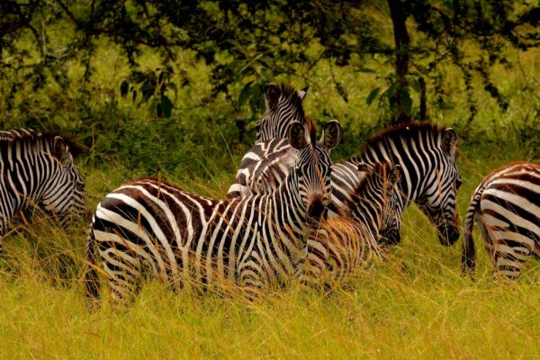 lake mburo national park