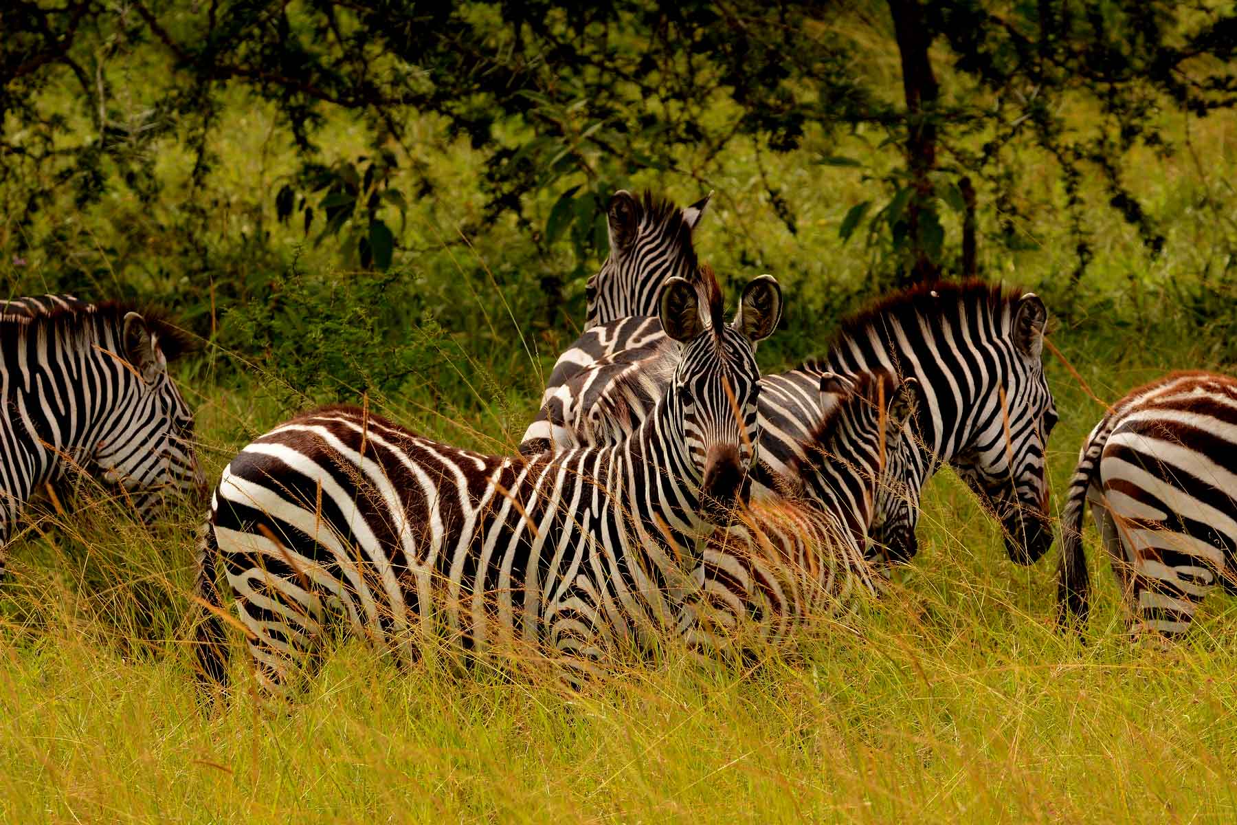 lake mburo national park