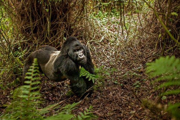 mountain-gorilla