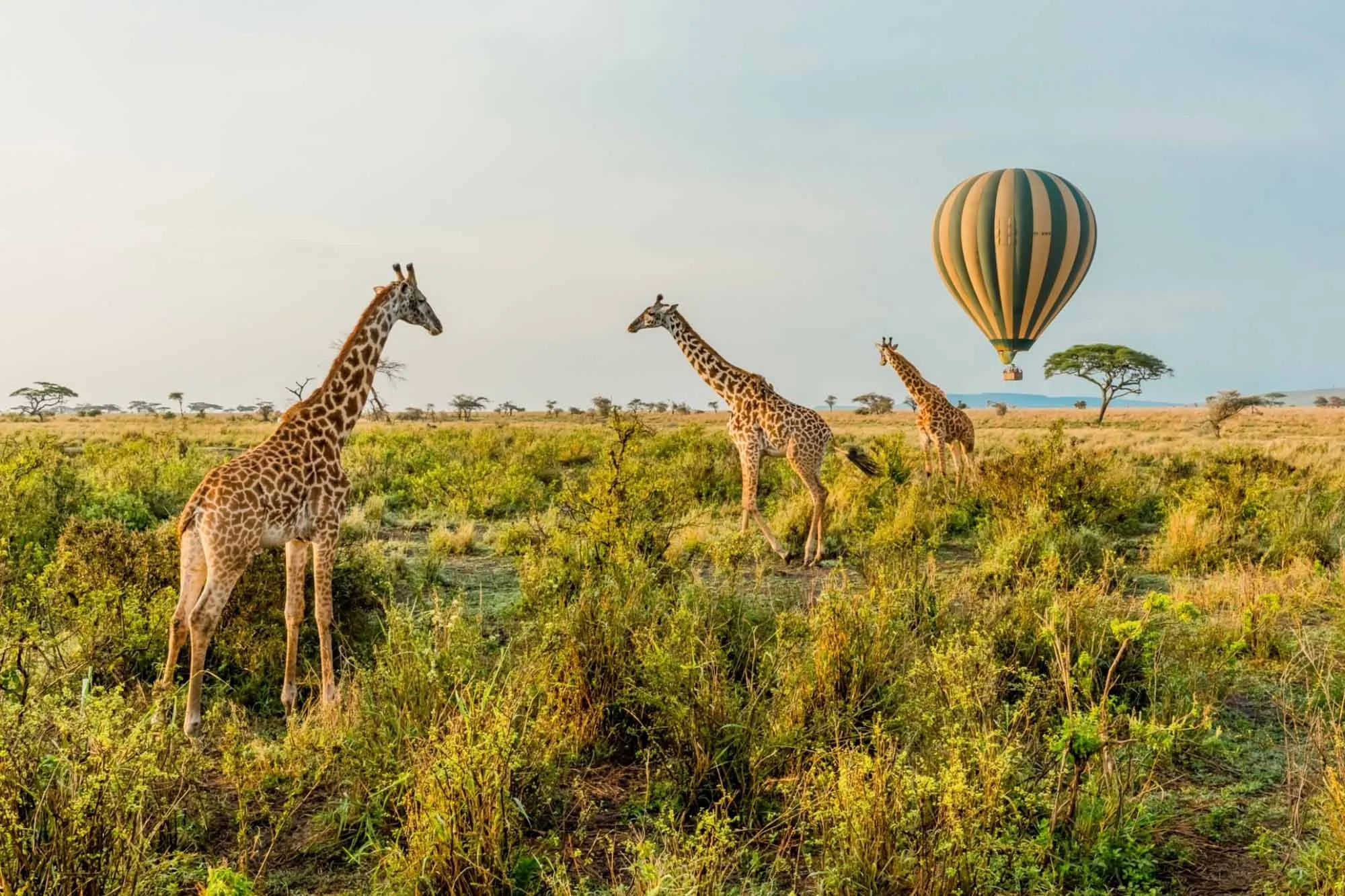 Wildlife Adventure Safaris