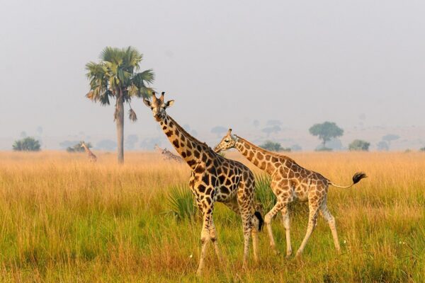 wildcruisesafaris-uganda-23