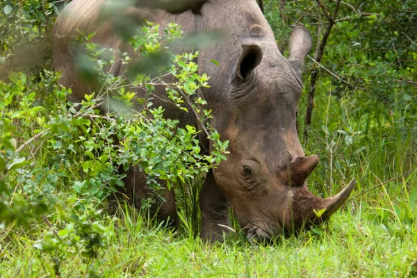Uganda Big Five & Gorilla Trekking Safari