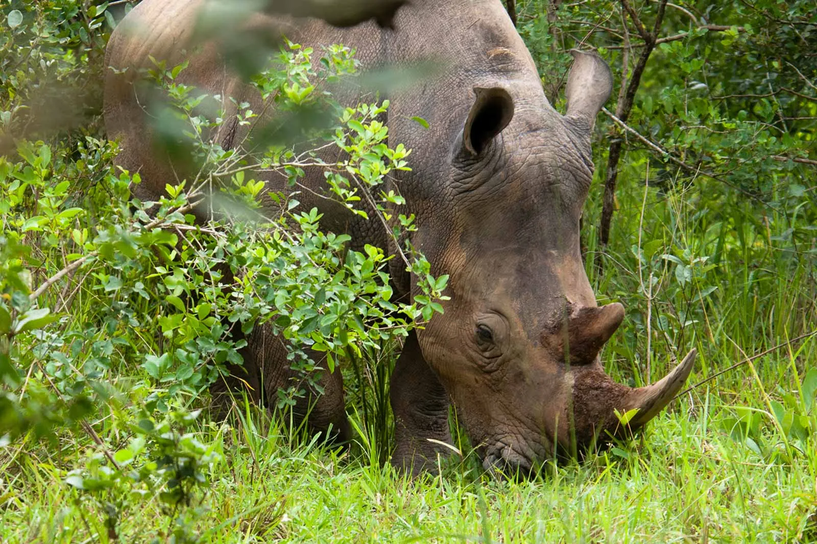 Uganda Big Five & Gorilla Trekking Safari